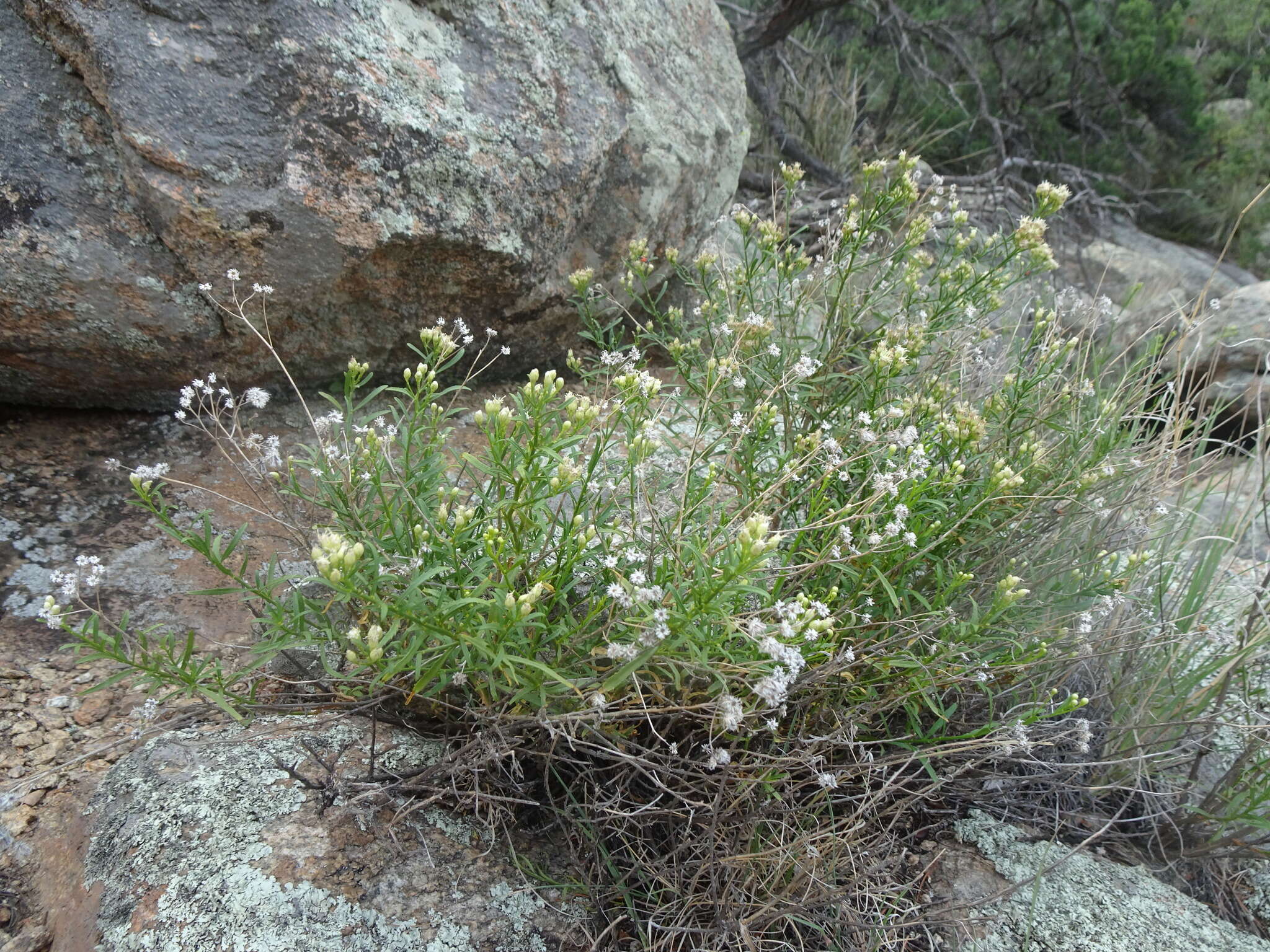 Image of Arizona baccharis