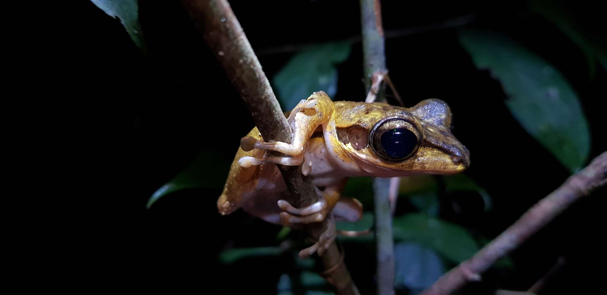 Imagem de Polypedates macrotis (Boulenger 1891)