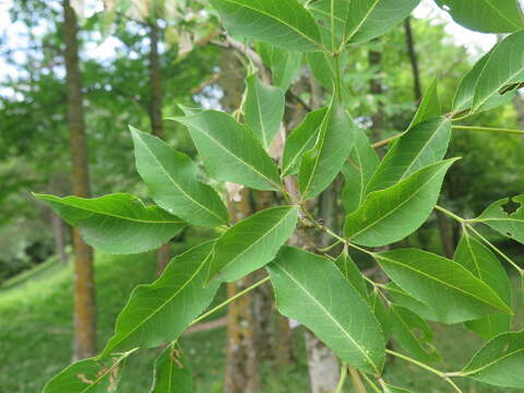 Staphylea holocarpa Hemsl.的圖片