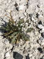 Image of mountain pepperweed