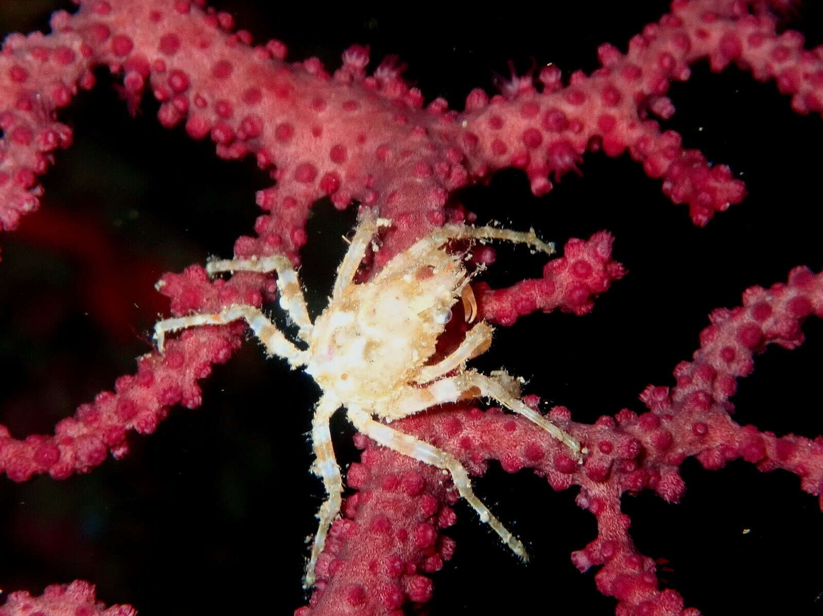 Image of rugose spider crab