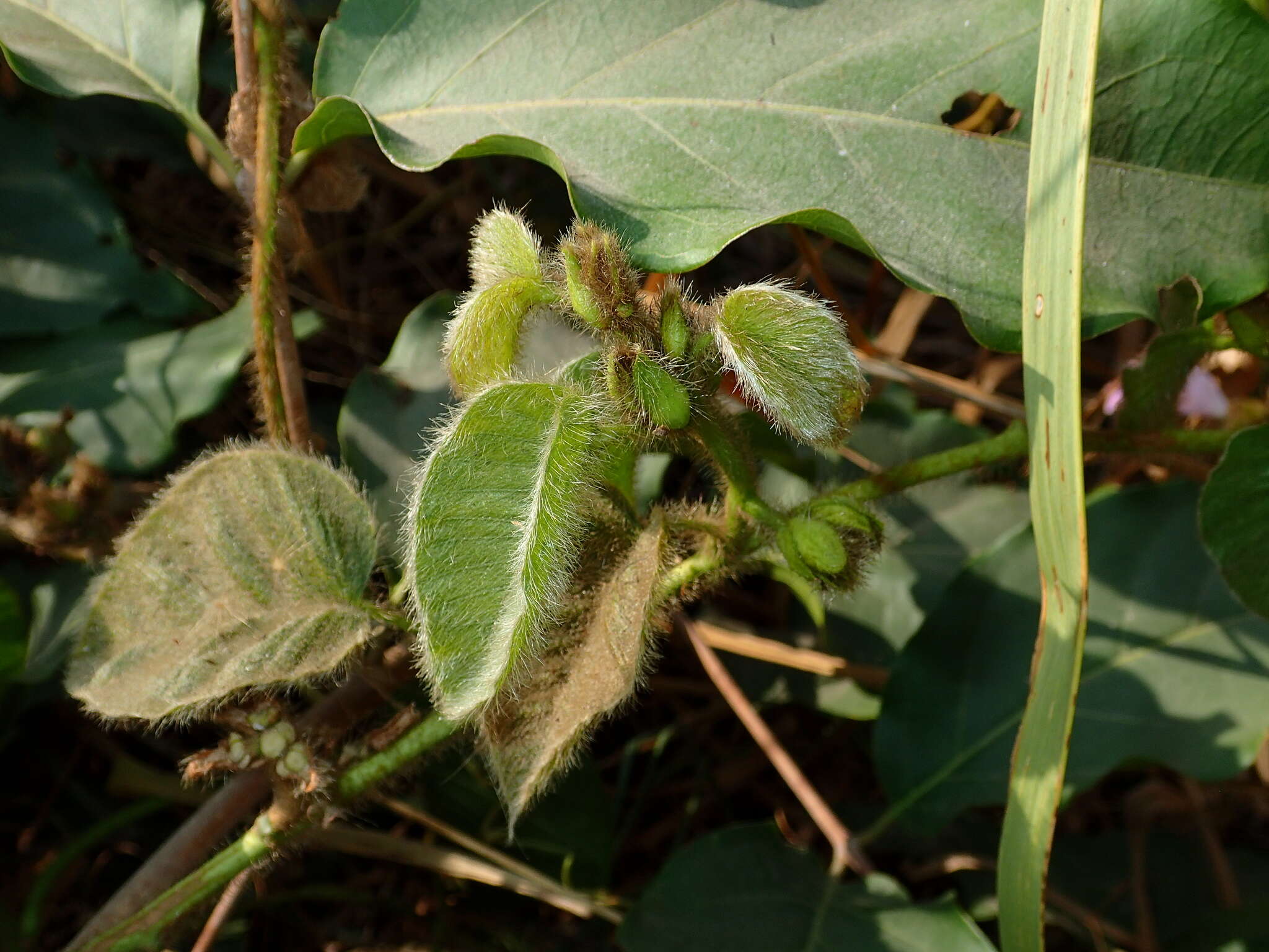 Plancia ëd Argyreia capitiformis (Poir.) van Ooststroom