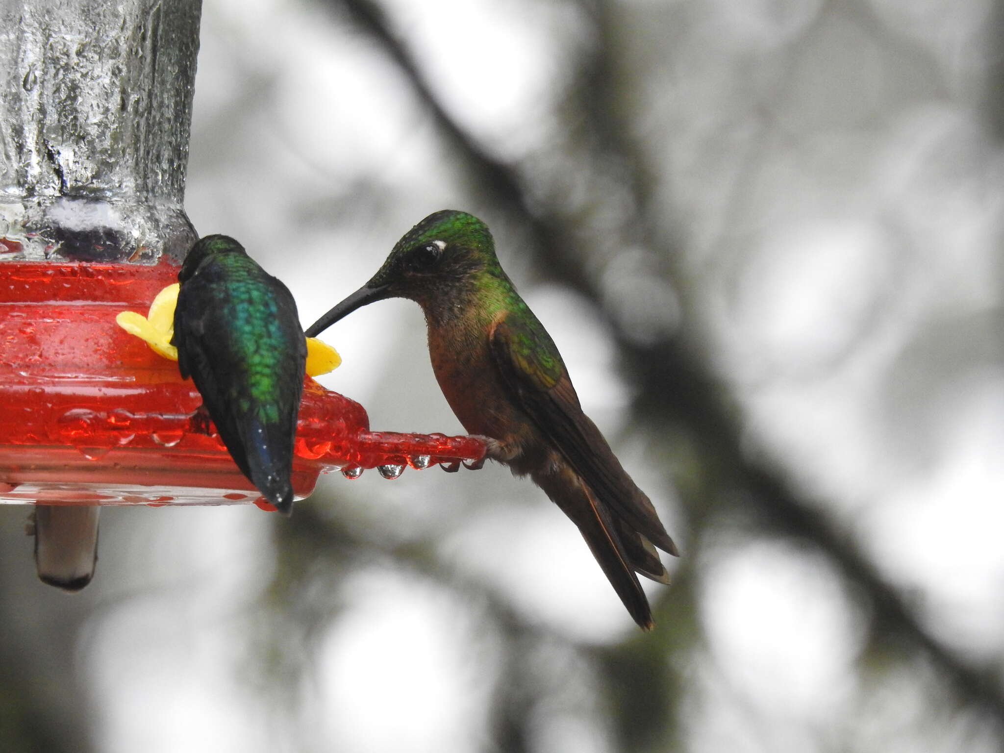 Image of Fawn-breasted Brilliant