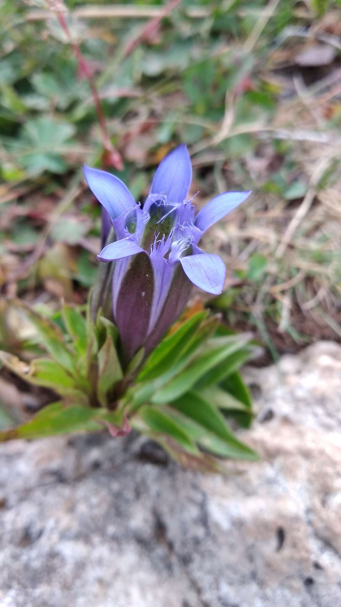 Image of crested gentian