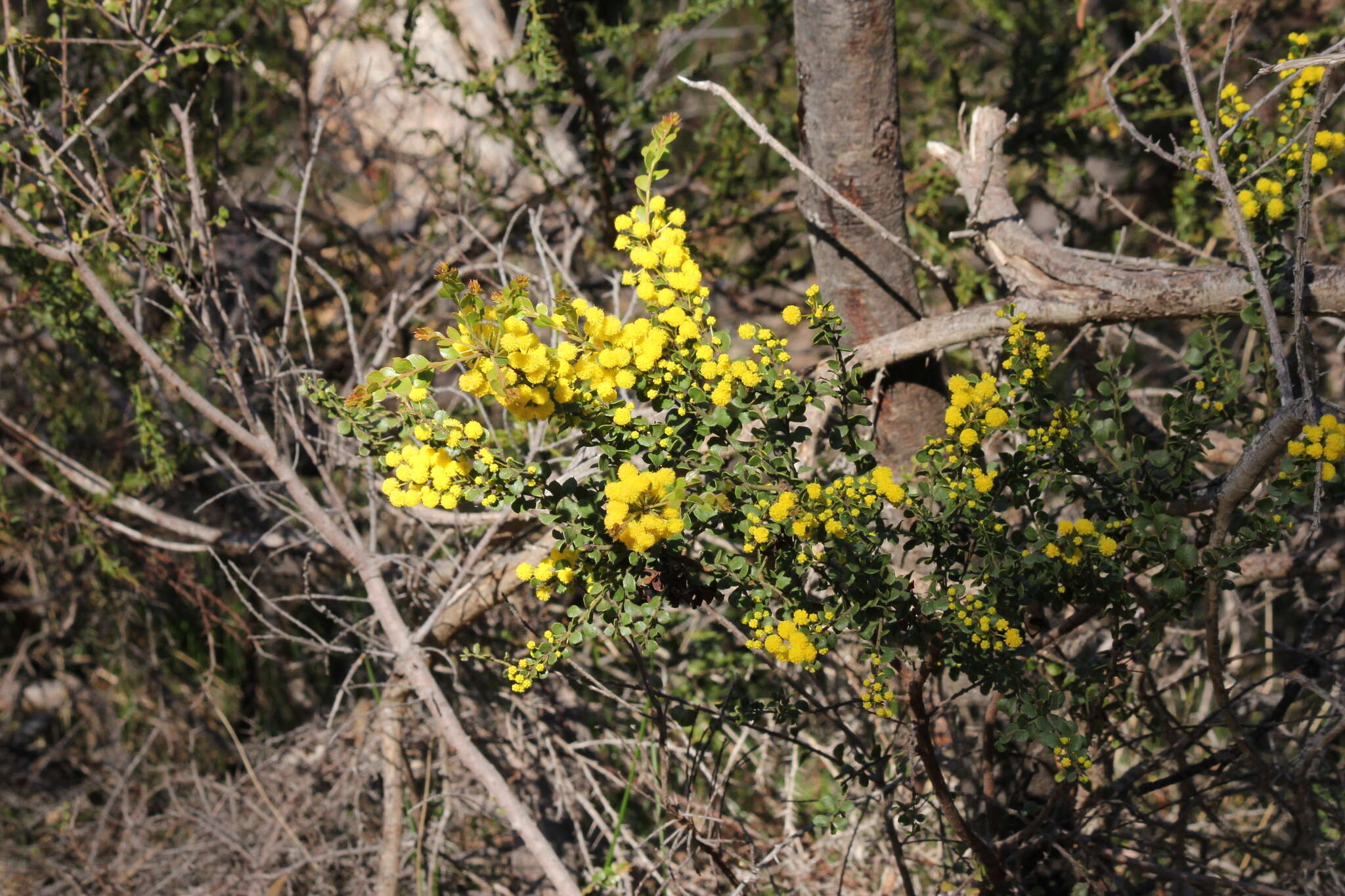 Image of gold-dust acacia