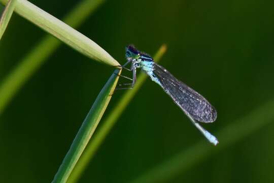 Plancia ëd Coenagrion lunulatum (Charpentier 1840)