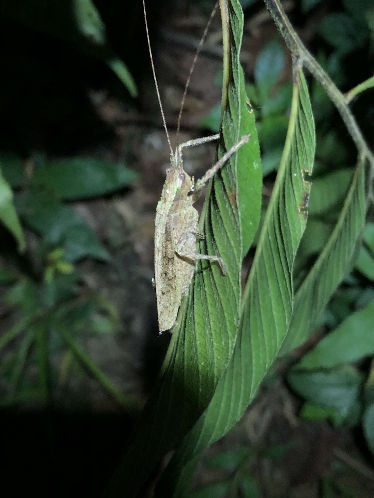 Image de Pedinothorax exiguus Beier 1954