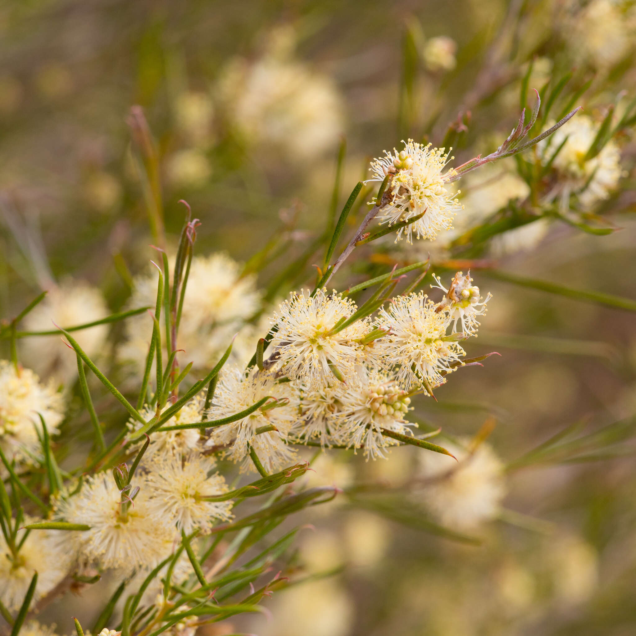 Image of broom honeymyrtle