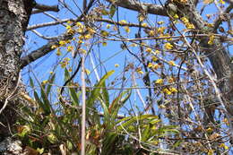 Image of Oncidium reflexum Lindl.