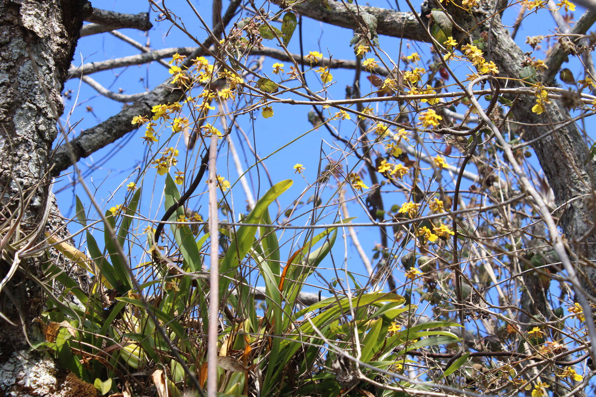 Image of Oncidium reflexum Lindl.