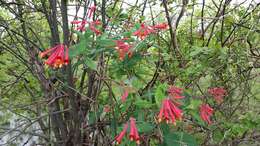 Image de Lonicera sempervirens L.