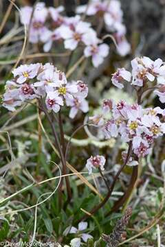 Image of arctic false wallflower