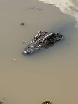 Image of Siamese Crocodile