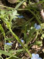 Image de Nemophila menziesii var. integrifolia Brand