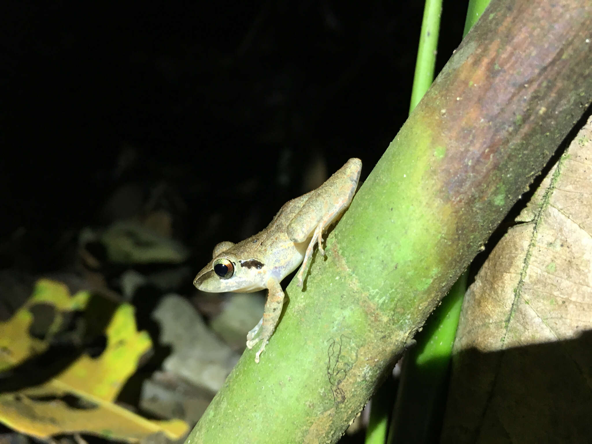 Image of Cachabi Robber Frog