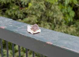 Image of Himalayan Shrew