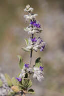 Image of desert lavender