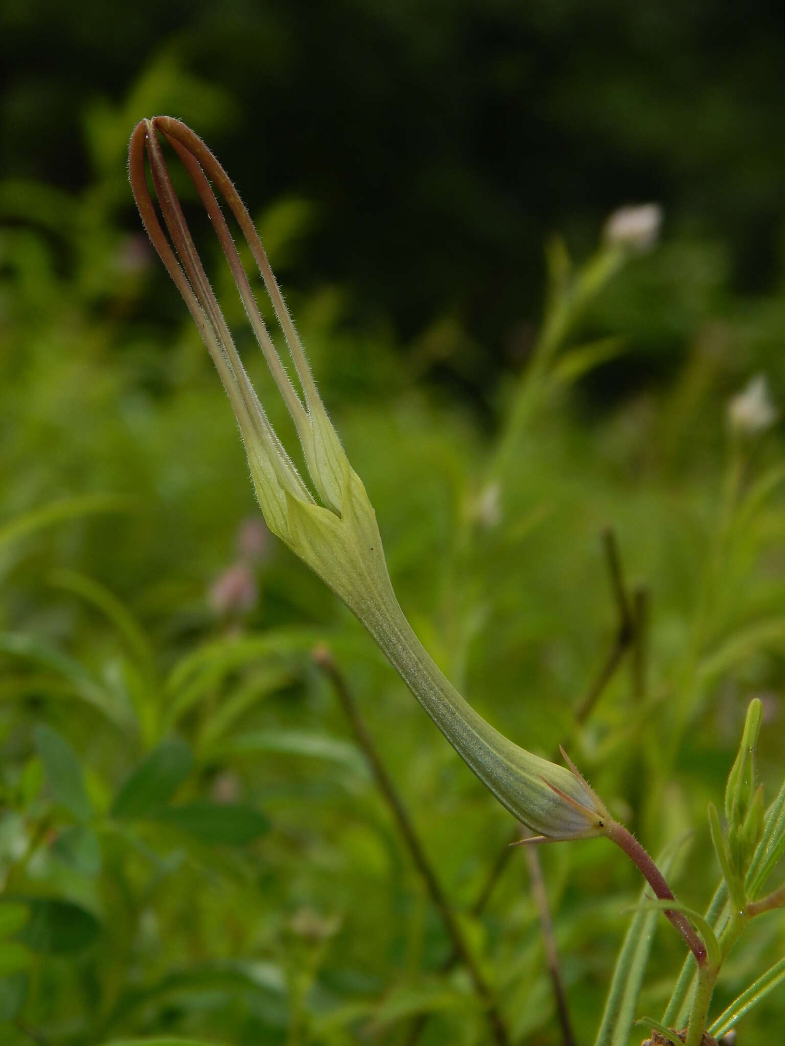 Image de Ceropegia attenuata Hook.