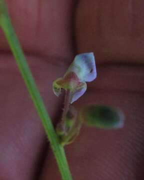 Image of hairy small-leaf ticktrefoil