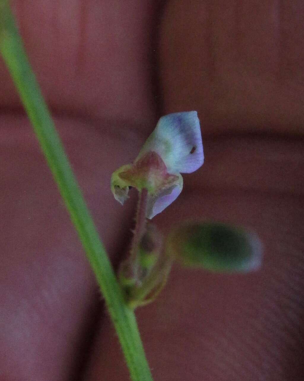 Imagem de Desmodium ciliare (Willd.) DC.