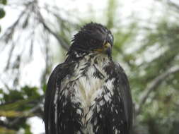 Image of Black Sparrowhawk