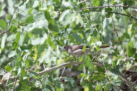 Image of Northern Brownbul