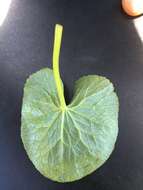 Image of yellow marsh marigold