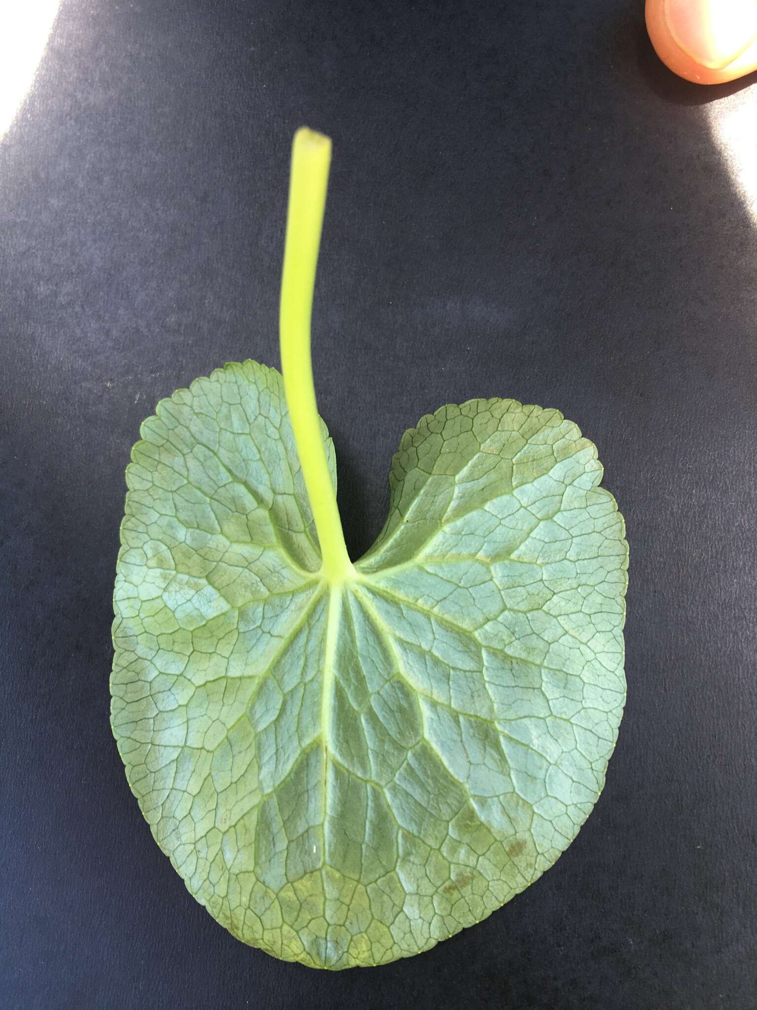 Image of yellow marsh marigold