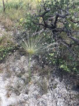 Imagem de Paepalanthus chiquitensis Herzog