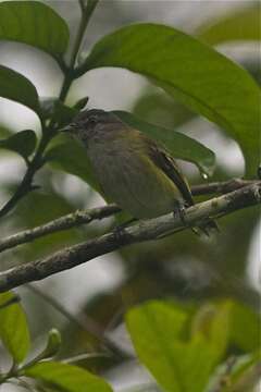 Image of Gray-capped Tyrannulet