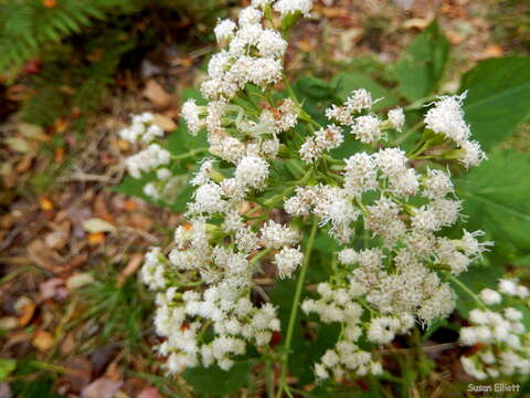 Plancia ëd Ageratina altissima (L.) R. King & H. Rob.