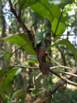 صورة Uroplatus phantasticus (Boulenger 1888)