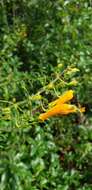 Image de Macranthera flammea (Bartr.) Pennell