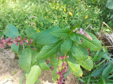 Image of Phytolacca thyrsiflora Fenzl ex J. A. Schmidt