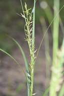 Image of Carex spicatopaniculata Boeckeler ex C. B. Clarke