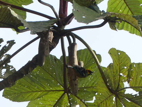 Image of Flame-faced Tanager