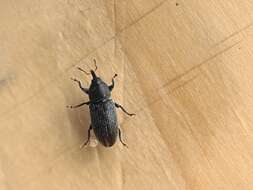 Image of Weevil