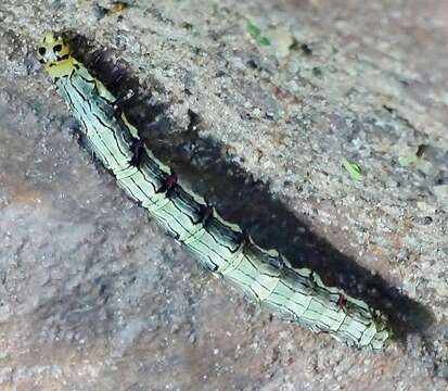 Calesia xanthognatha Hampson 1926 resmi