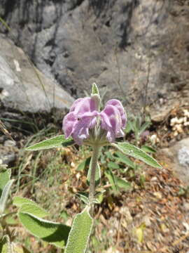 Image of Phlomis purpurea L.