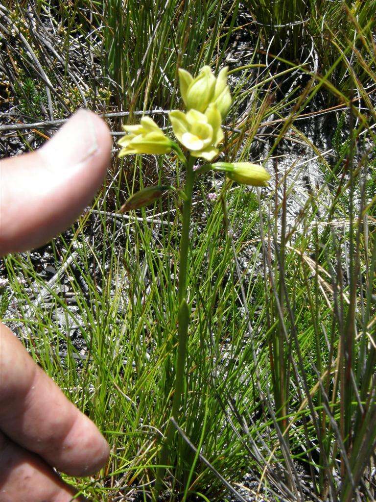 Eulophia tabularis (L. fil.) Bolus的圖片