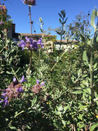 Image de Salvia leucophylla Greene