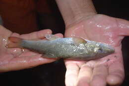 Image of Crimean Barbel