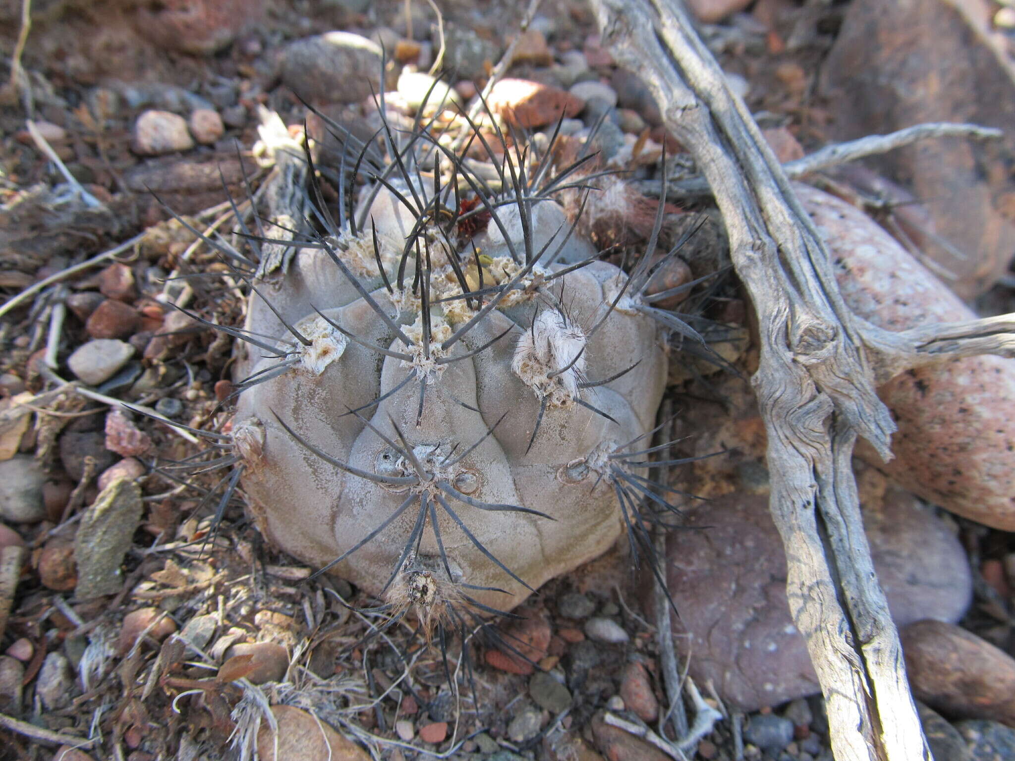 Image of Eriosyce villicumensis (Rausch) Katt.