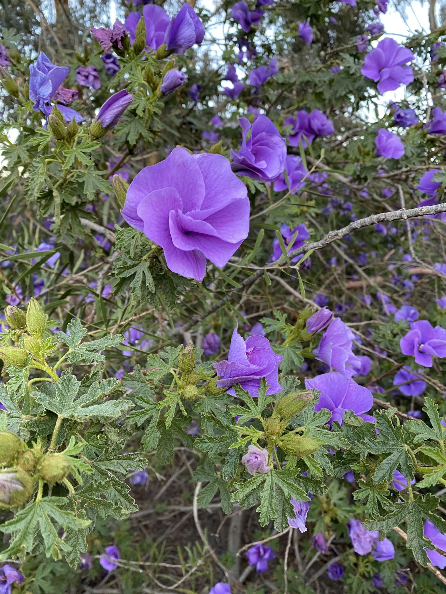 Image of Hibiscus huegelii Endl.