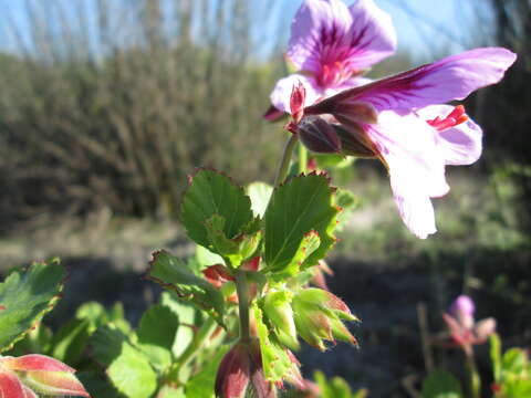 Image of Pelargonium betulinum (L.) L'Her.