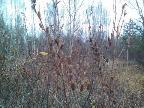 Image of Shrubby Birch