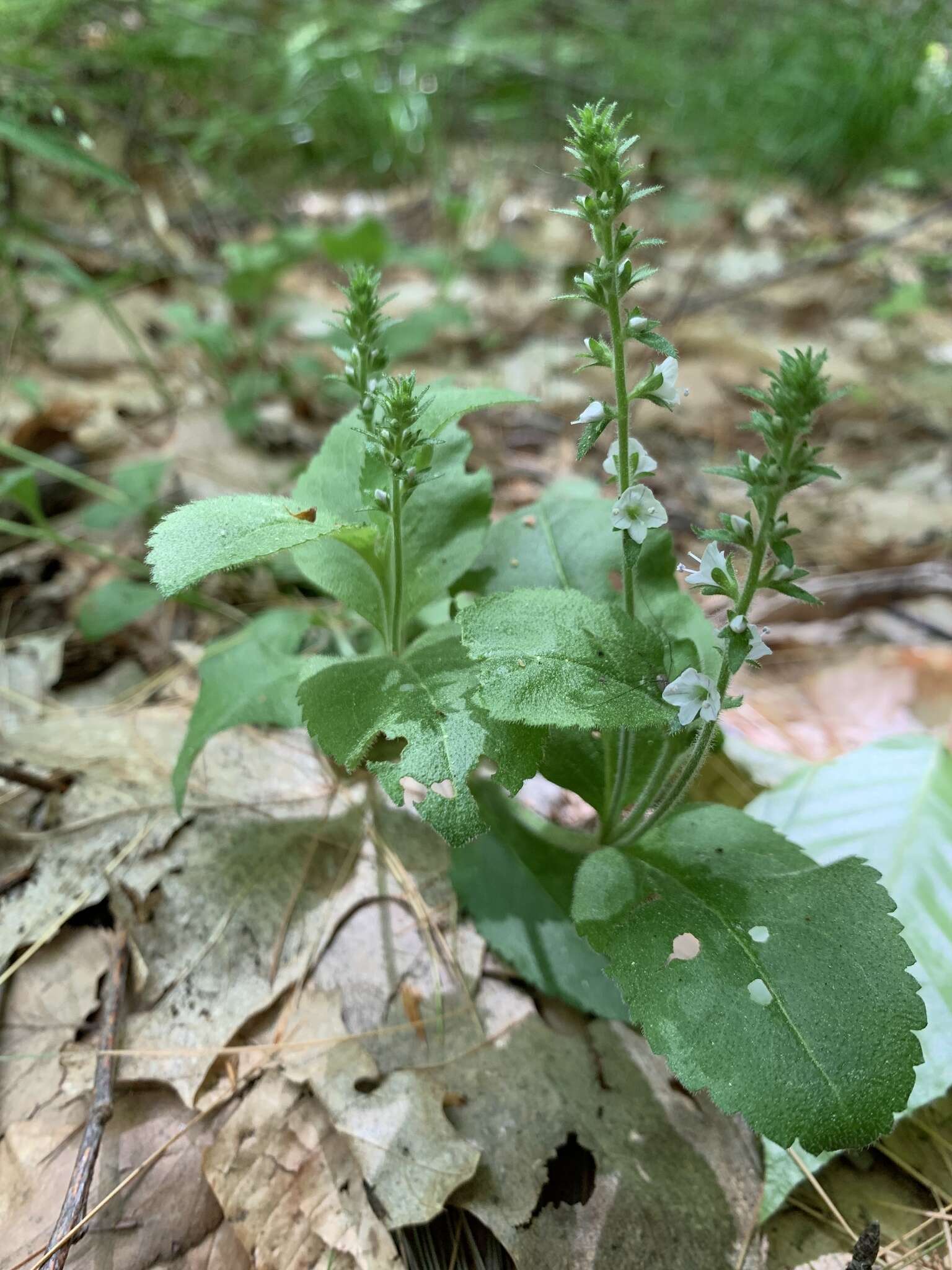 Imagem de Veronica officinalis var. officinalis