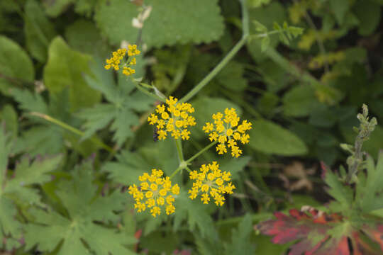 Image of Pastinaca aurantiaca (Albov) Kolak.