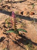 Image of Lachenalia valeriae G. D. Duncan