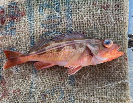 Image of Redstripe rockfish